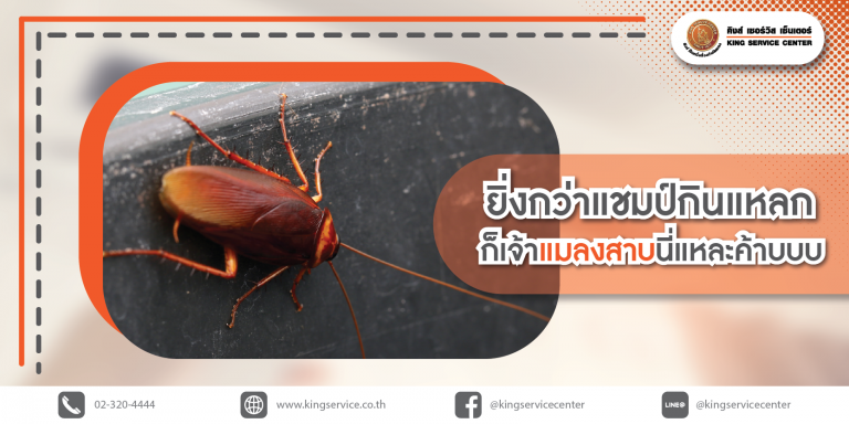 P4 แมลงสาบ แชมป์กินแหลก