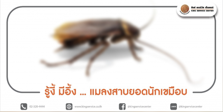 แมลงสาบ ยอดนักเขมือบ