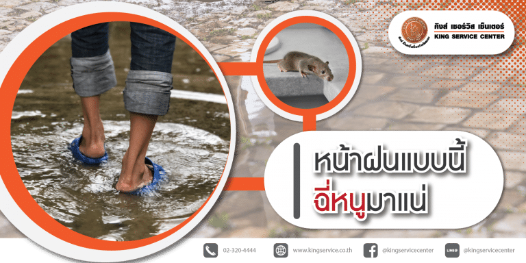 หน้าฝนอย่างนี้ฉี่หนูมาแน่