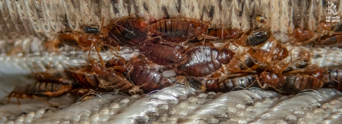 กำจัดตัวเรือด