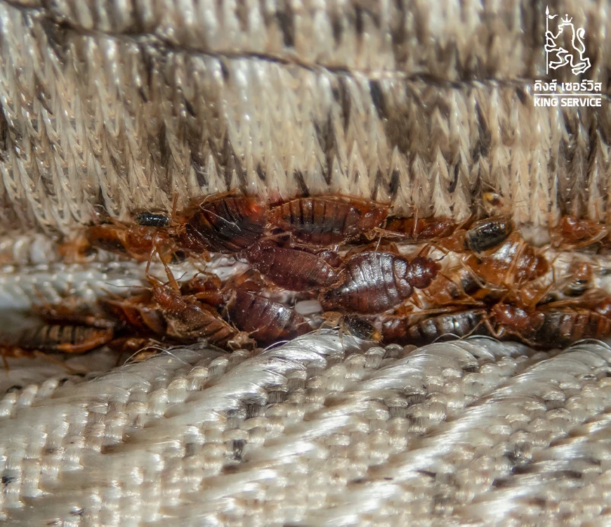 กำจัดตัวเรือด