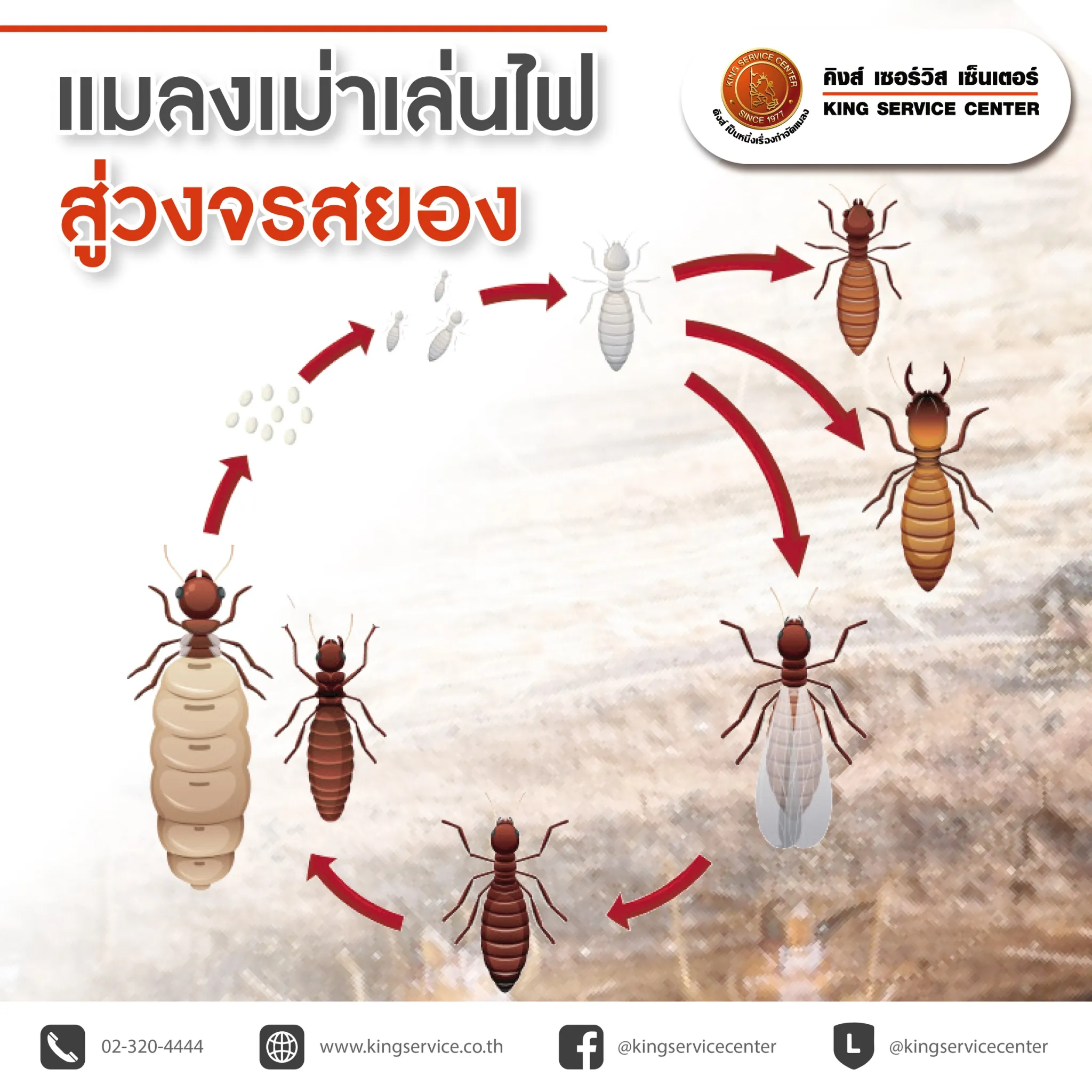 P2 สยองพอๆกับหุ้นร่วง ก็ แมลงเม่า เล่นไฟในบ้านนี่ล่ะ