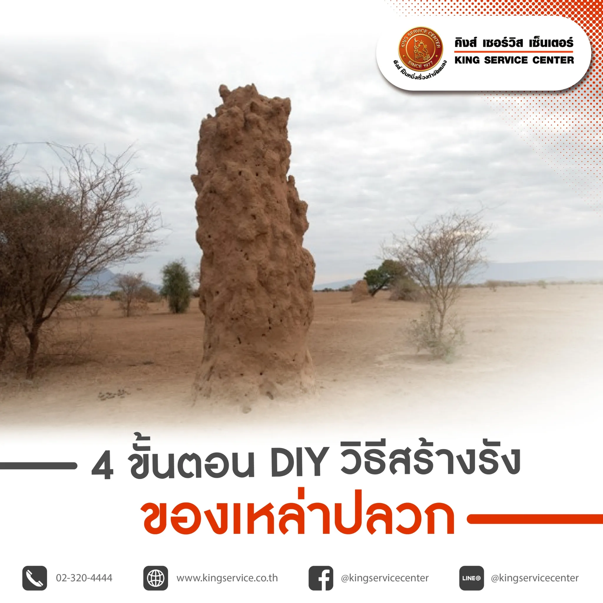 P4 เผย 4 ขั้นตอน กว่าจะมาเป็นจอม ปลวก ที่น่าทึ่ง2