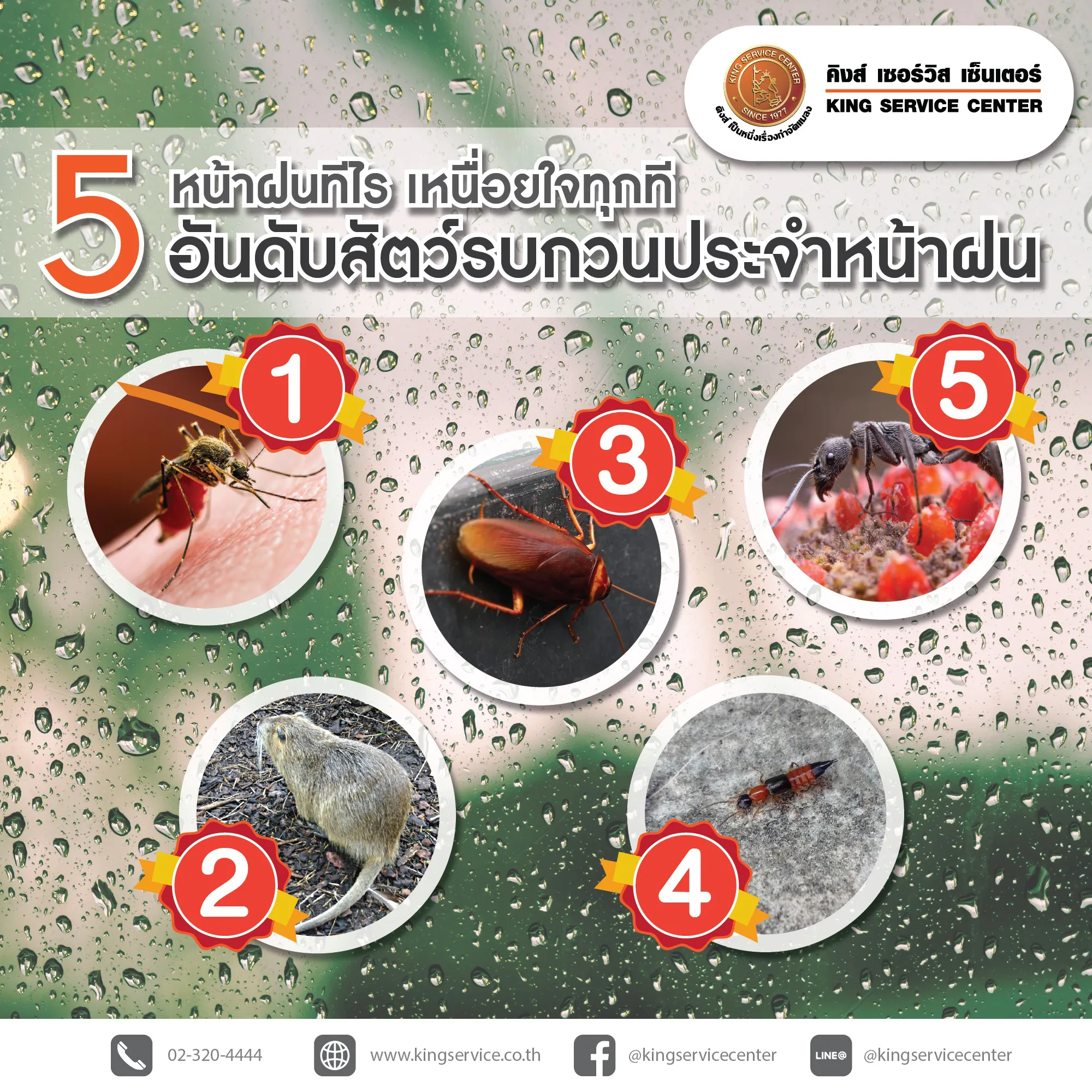 P8 หน้าฝน…เสี่ยงผจญ สัตว์รบกวน ใดบ้าง