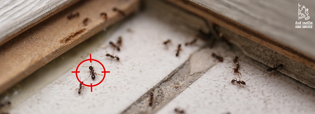 บริการกำจัดมด