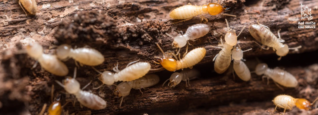 ทำไมต้องฉีดปลวก