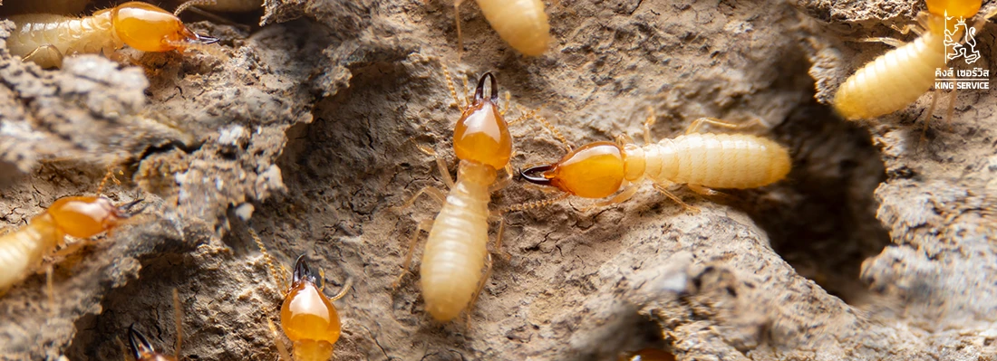 กำจัดปลวกในโรงงาน