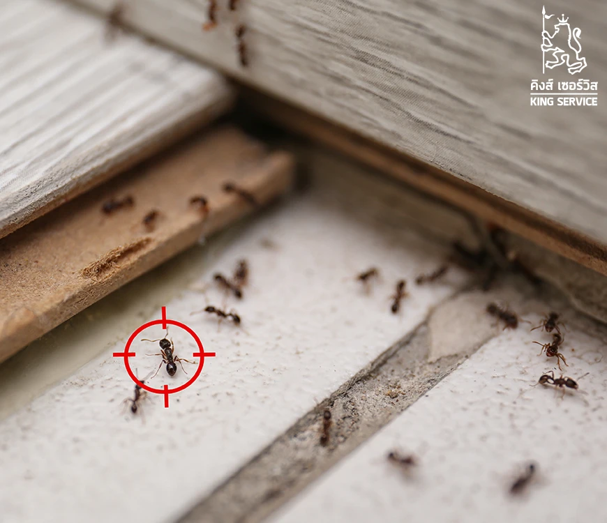 บริการกำจัดมด