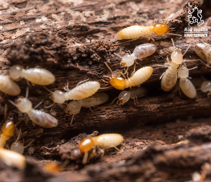 ทำไมต้องฉีดปลวก