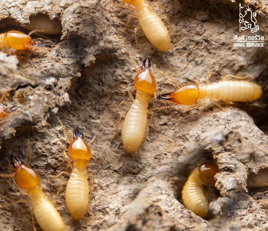 กำจัดปลวกในโรงงาน