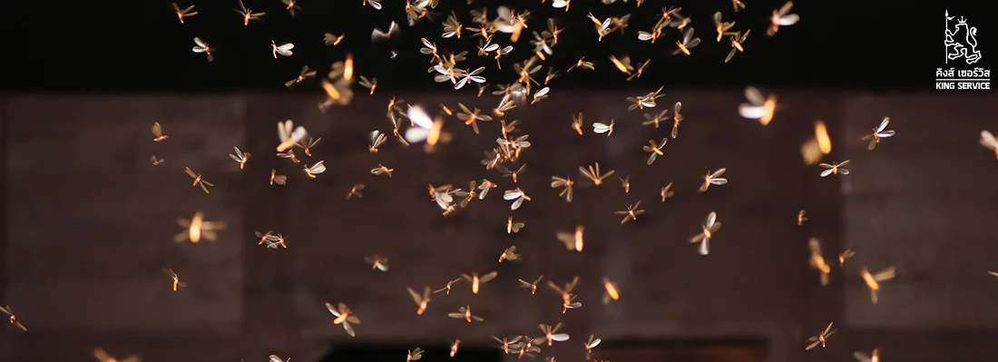 ไม่ให้แมลงเม่าเข้าบ้าน เพื่อไม่ให้ปลวกทำรัง แนะนำวิธีป้องกันและกำจัดปลวก