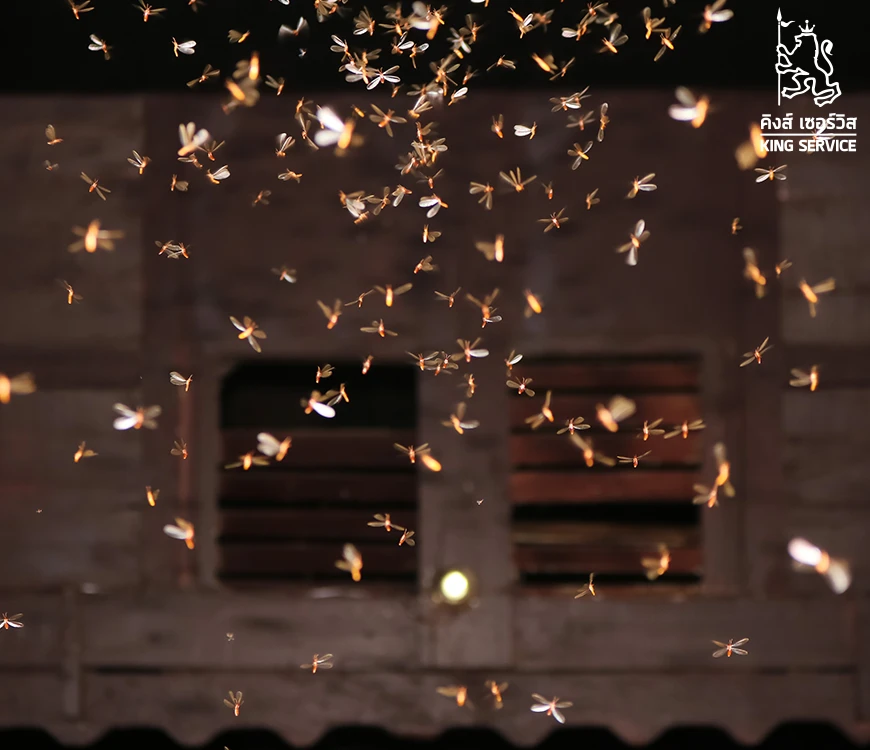 ไม่ให้แมลงเม่าเข้าบ้าน เพื่อไม่ให้ปลวกทำรัง แนะนำวิธีป้องกันและกำจัดปลวก