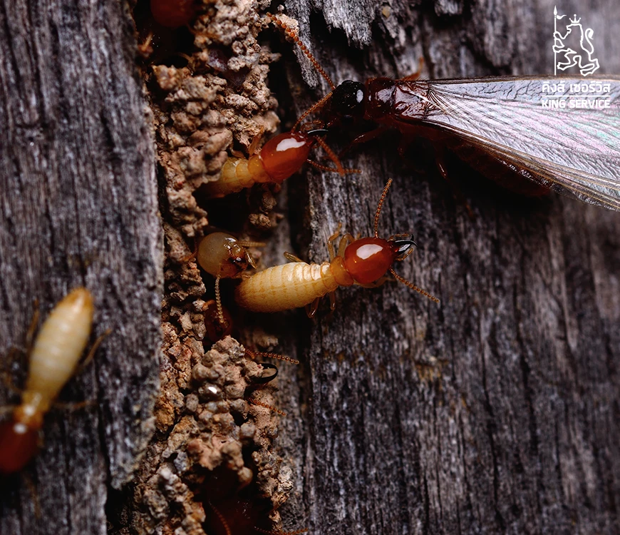 วิธีกำจัดแมลงเม่าเบื้องต้น ก่อนกลายเป็นปลวก