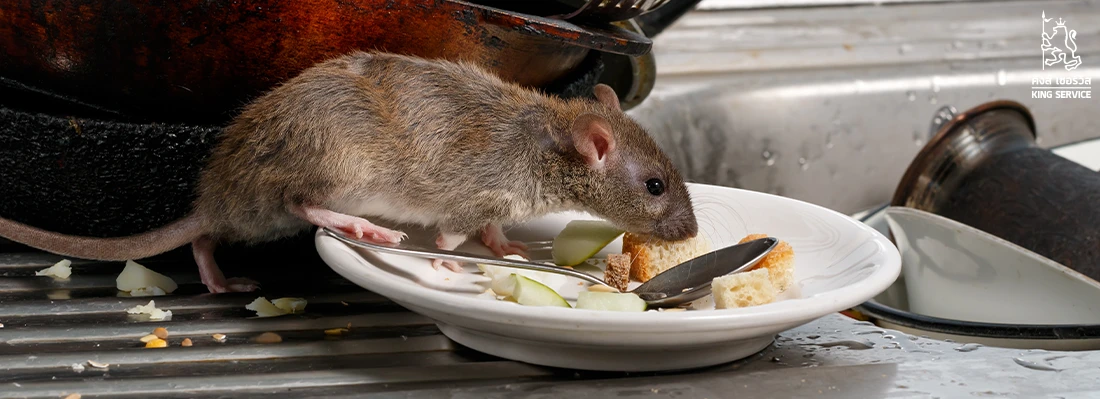 วิธีกำจัดหนู