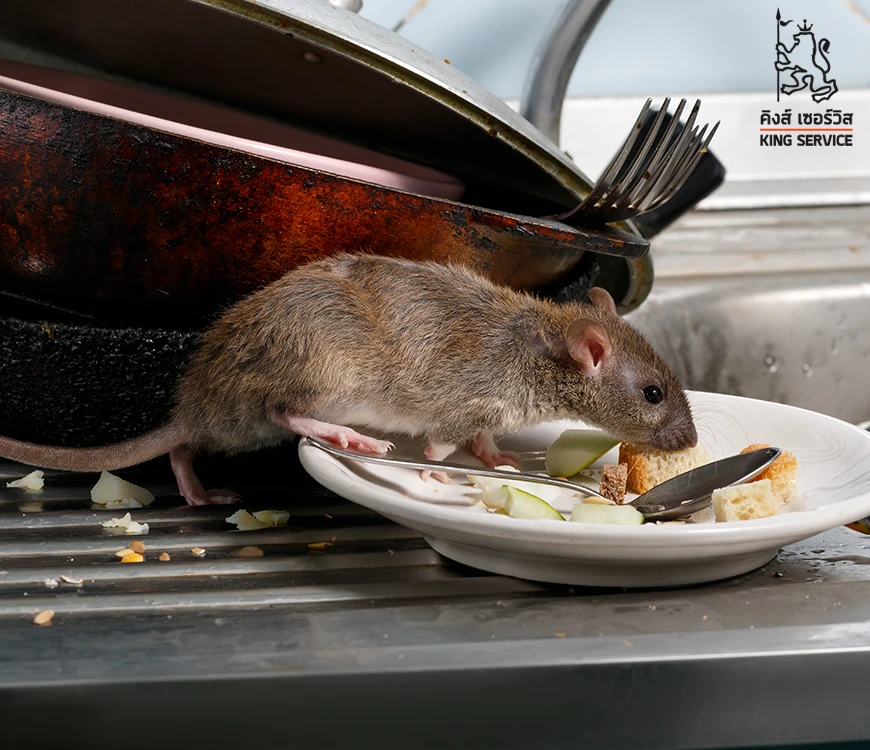 วิธีกำจัดหนู