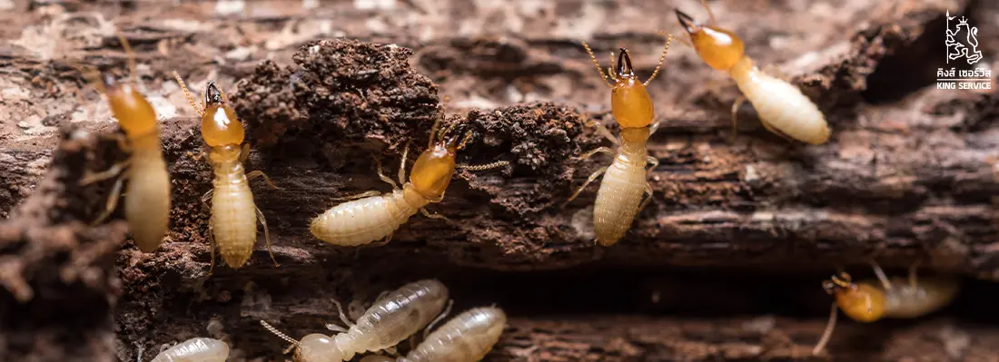 เหยื่อกำจัดปลวก Exterra