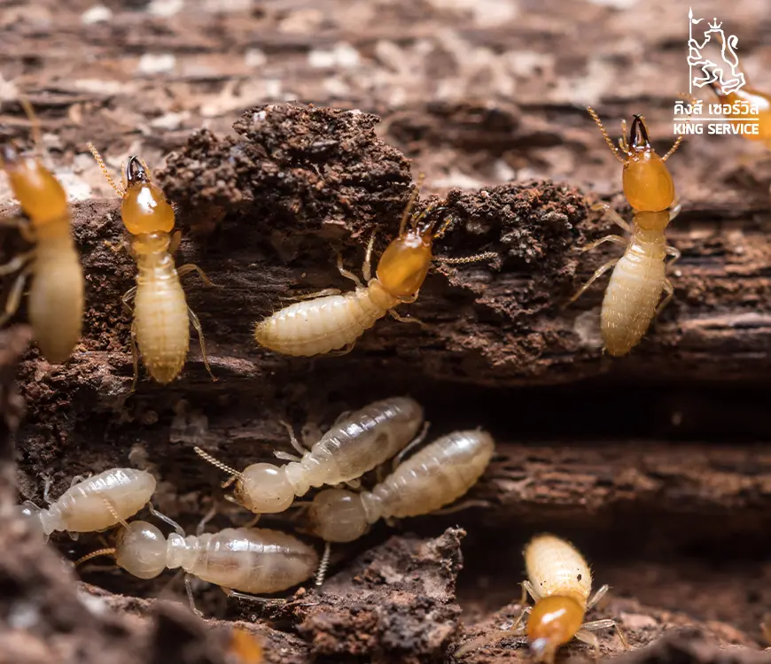 เหยื่อกำจัดปลวก Exterra