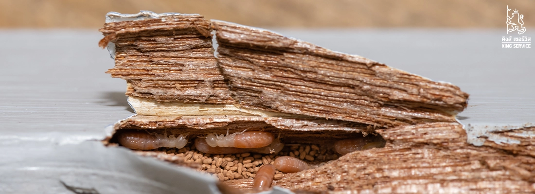 ไม้ชนิดไหนที่ปลวกไม่ชอบ