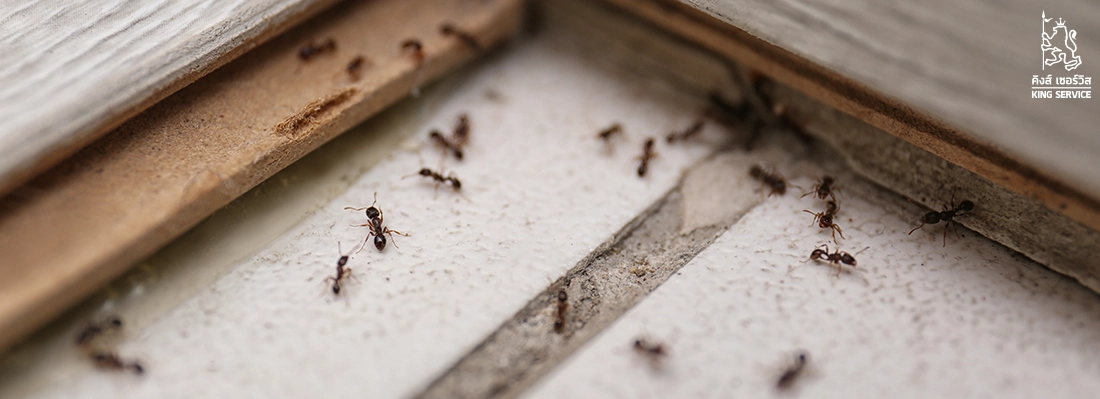 สาเหตุที่ทำให้มดกลับมาบุกบ้าน