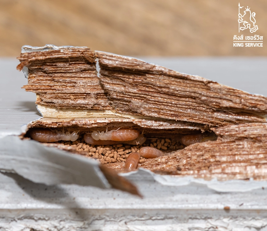 ไม้ชนิดไหนที่ปลวกไม่ชอบ