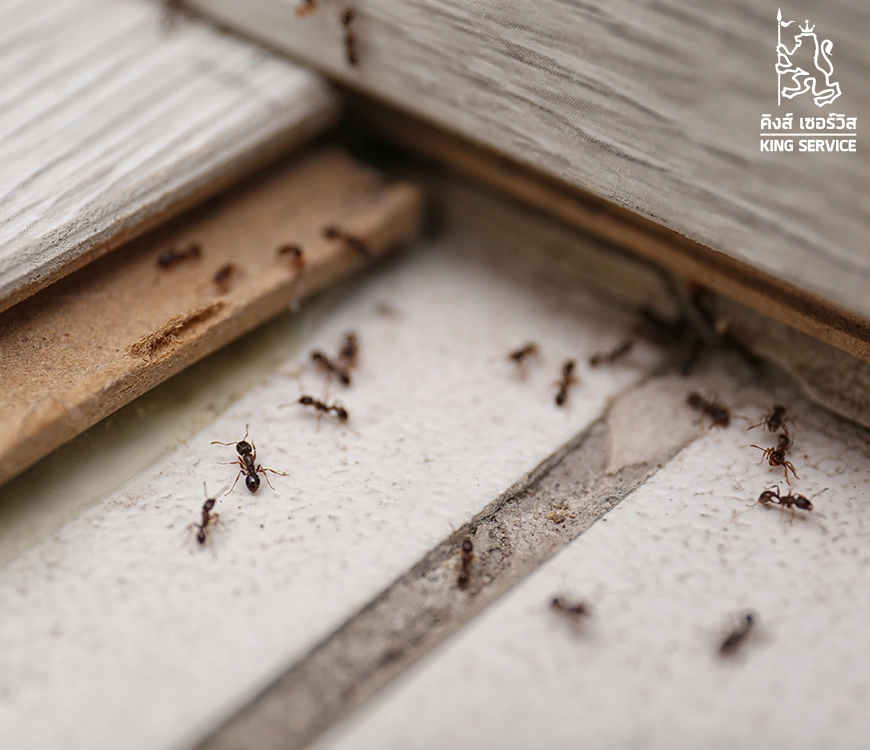 สาเหตุที่ทำให้มดกลับมาบุกบ้าน