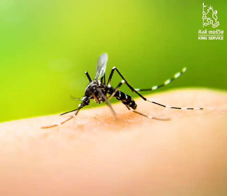 แนะนำวิธีกำจัดยุง