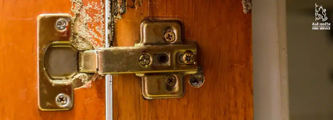 กำจัดปลวกเบื้องต้น