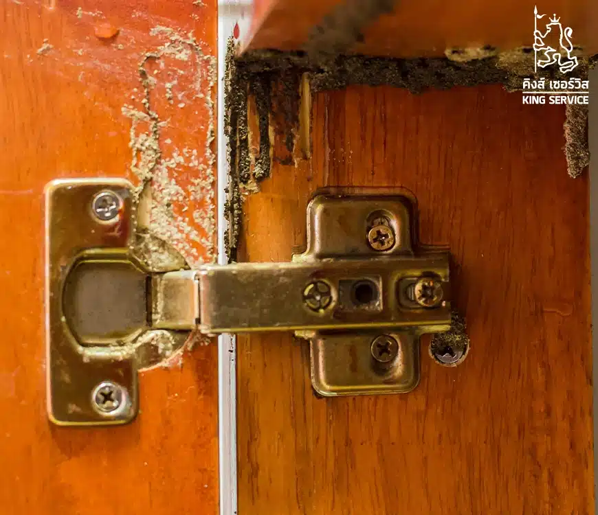 กำจัดปลวกเบื้องต้น