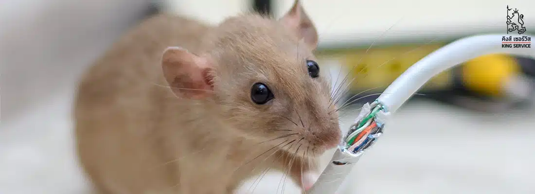 กำจัดหนูในโรงงาน