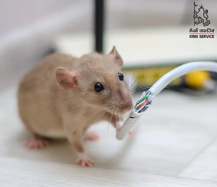 กำจัดหนูในโรงงาน